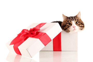 cat in gift box isolated on white