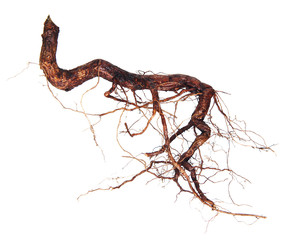 Fototapeta premium Roots tree isolated