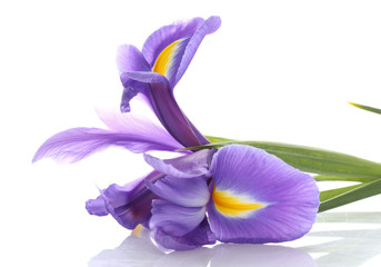 Fleur d& 39 iris violet, isolé sur blanc