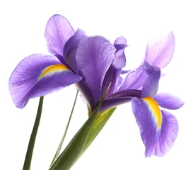Crédence de cuisine en verre imprimé Iris Fleur d& 39 iris violet, isolé sur blanc