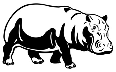 hippopotamus black white image