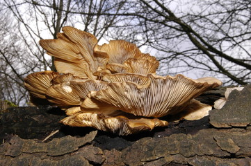 bracket fungus 4