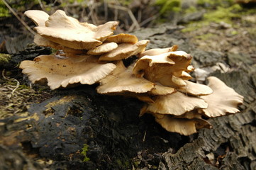 bracket fungus on log