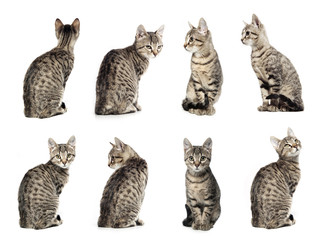 Collage of Little gray cat in different positions isolated 