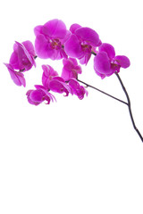 Naklejka na ściany i meble różowe kwiaty orchidea na białym tle