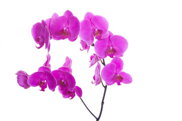 pink flowers orchid on a white background