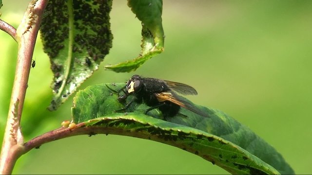 Mouche et pucerons