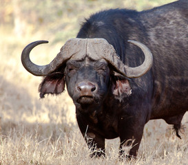 Cape Buffalo