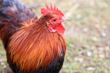 Pekin bantam cockerel