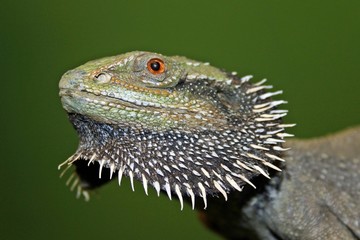 Bartagame, Amphibolurus barbatus