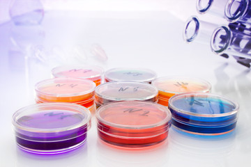 Color liquid in petri dishes