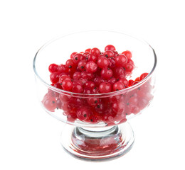 red currant