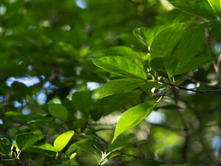 Fototapeta na wymiar Green leaves in forest