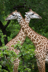 Giraffe in Africa, Zambia