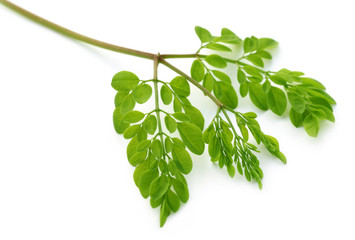 Edible moringa leaves over white background