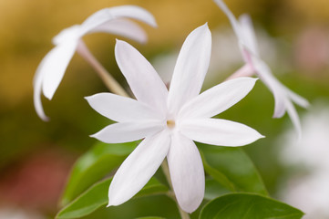 White jasmine flower extreme close up