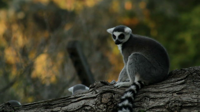 Lemur