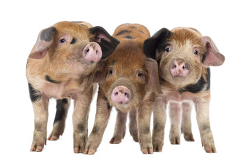 Front view of Three Oxford Sandy and Black piglets © Eric Isselée