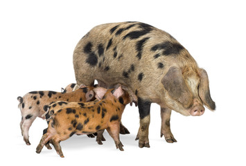 Oxford Sandy and Black piglets, 9 weeks old, suckling sow © Eric Isselée