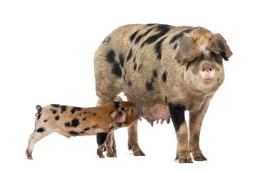Oxford Sandy and Black piglet, 9 weeks old, suckling sow