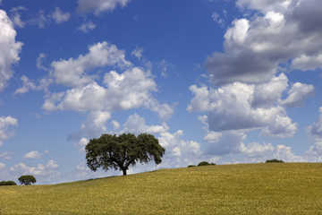 alentejo