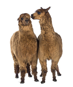 Alpaca whispering at another Alpaca's ear © Eric Isselée