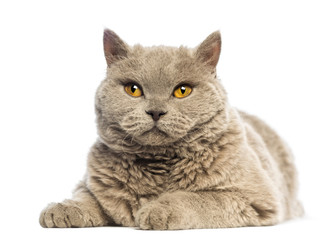 Selkirk Rex lying and looking at camera