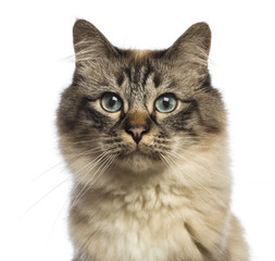 Close-up of a Birman looking at camera