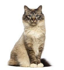 Fototapeta premium Birman sitting and looking at camera