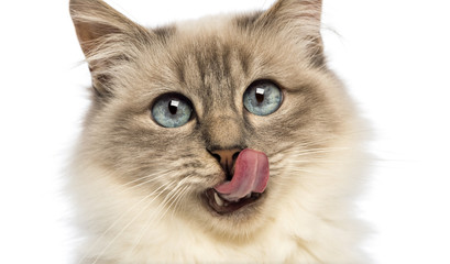 Close-up of a Birman licking
