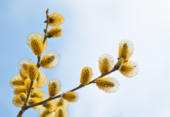 Fototapeta premium Easter willow branches