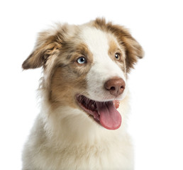 Close-up of an Australian shepherd puppy, 4 months old
