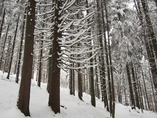 Wanderweg f&uuml;hrt durch einen verschneiten Wald