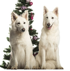 Berger Blanc Suisse sitting in front of Christmas decorations
