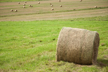Sianokosy © Grzegorz Polak