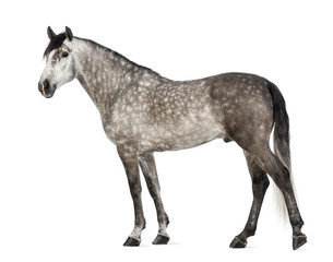 Andalusian, 7 years old, also known as the Pure Spanish Horse