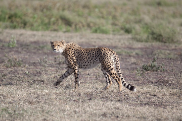 Cheetah