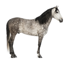 Fototapeta na wymiar Andaluzji, 7 lat, znany również jako hiszpańskiej Koń Czystej