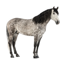 Fototapeta na wymiar Andaluzji, 7 lat, znany również jako Pure hiszpańskiego konia