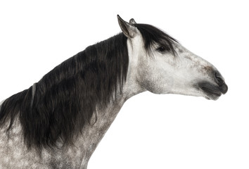 Close-up of an Andalusian head, 7 years old, outstretched