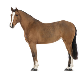 Side view of a Female Andalusian, 3 years old