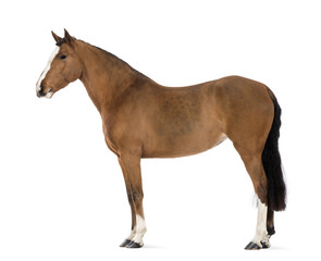 Side view of a Female Andalusian, 3 years old