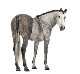 Naklejka premium Rear view of an Andalusian, 7 years old, looking back