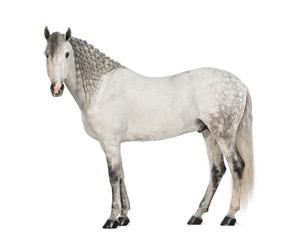 Obraz na płótnie Canvas Side view of a Male Andalusian, 7 years old