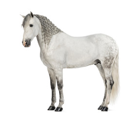 Obraz na płótnie Canvas Side view of a Male Andalusian with plaited mane