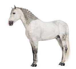 Obraz na płótnie Canvas Side view of a Male Andalusian with plaited mane