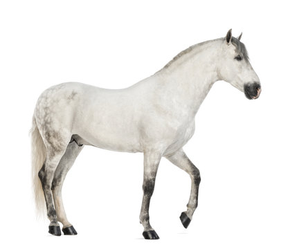 Side view of a Male Andalusian, 7 years old