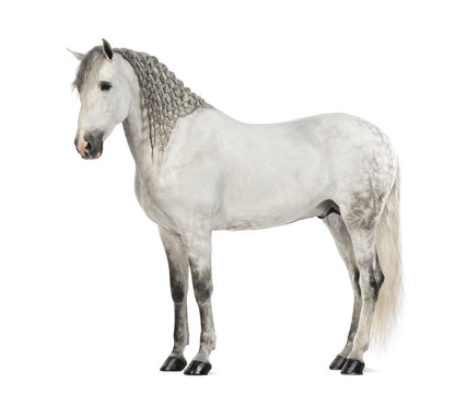 Side view of a Male Andalusian with plaited mane © Eric Isselée