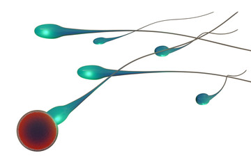 Befruchtung - isoliert - 3D Render