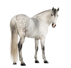 Rear view of a Male Andalusian, 7 years old